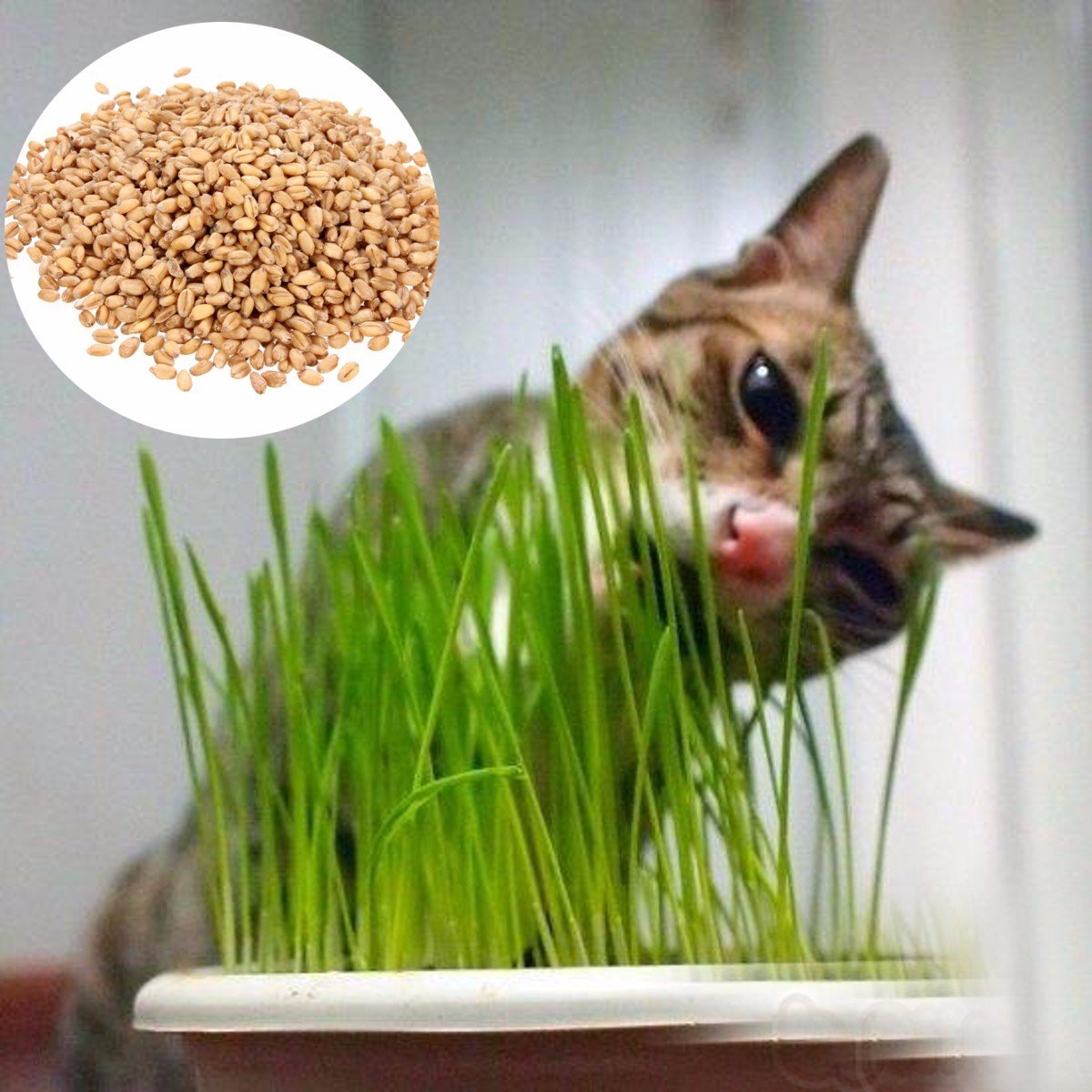 Можно коту семечки. Трава для кошек пророщенная. Травка для кошек пророщенная. Овес для котов. Семена кошачьей травы.