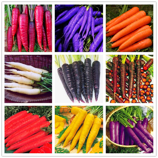 

Egrow 500 Pcs/Pack Colorful Carrot Seeds, Purple
