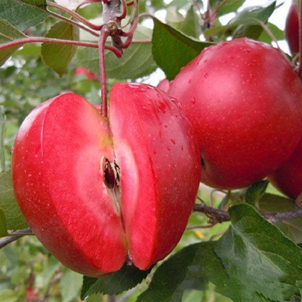 

Egrow 50 Pca/Pack Red-Fleshed Apple Seeds