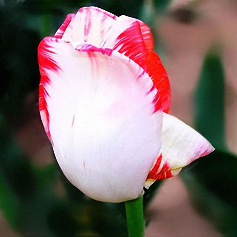 

Egrow 10Pcs Perfume Tulip Seed, White