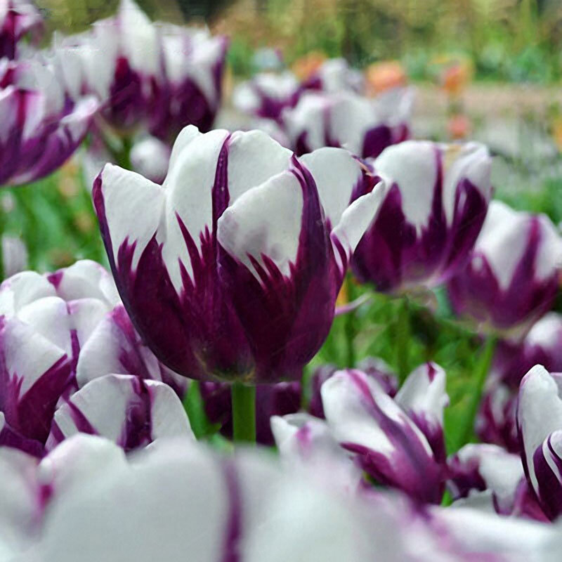 

Egrow 10Pcs Perennial Perfume Tulip Seed, Dark blue sky blue yellow green purple