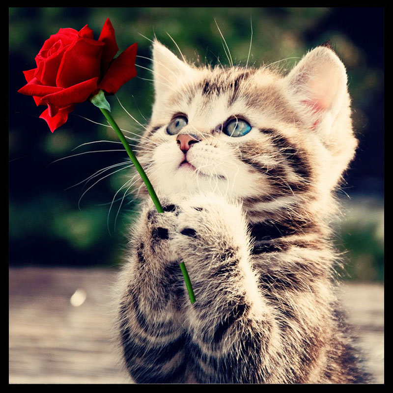

5D DIY Diamond Painting Rose Cat Animal